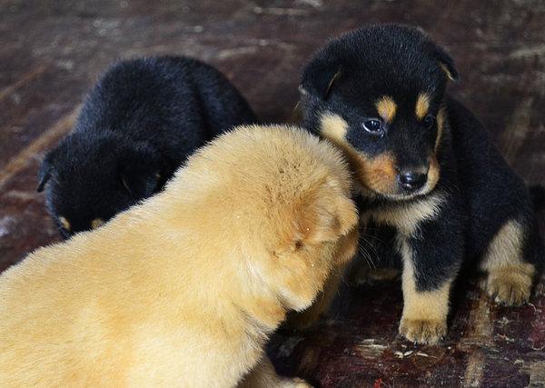 阿富汗犬中国能养吗:哈尔滨对养犬有哪些规定？金毛犬是否可以养？