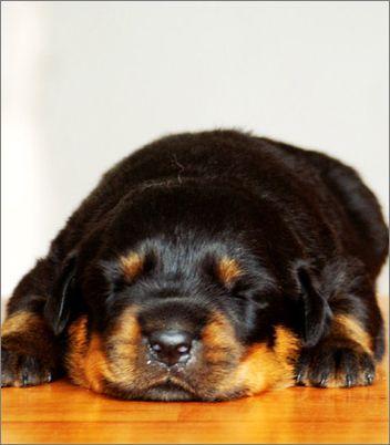 银狐狗粮自制:银狐犬3个月掉毛严重，怎么办？