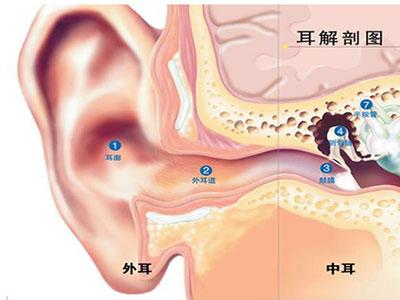 折耳鱼不呼吸泳池视频:宝宝泡在羊水里，为什么耳朵不会进水？