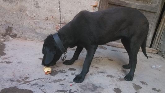 缉毒犬偷吃薯条:如何在遛狗时让狗狗不乱捡东西吃？