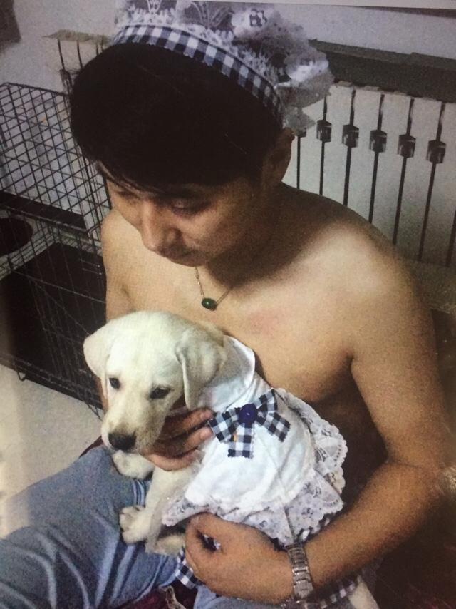 喜乐比奶糕怎么样:拉布拉多犬的价格一般是多少？ 江小傲奶糕怎么样