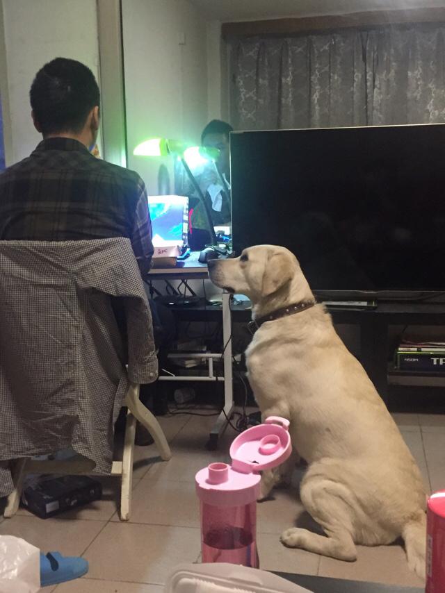 喜乐比奶糕怎么样:拉布拉多犬的价格一般是多少？ 江小傲奶糕怎么样