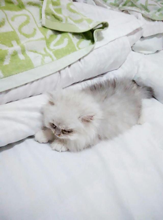 丢了一只猫叫巧克力:如果猫咪从没出过门，带它出去会发生什么事情？