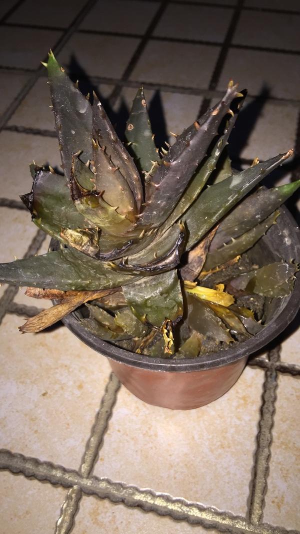 芦荟快死了怎么救