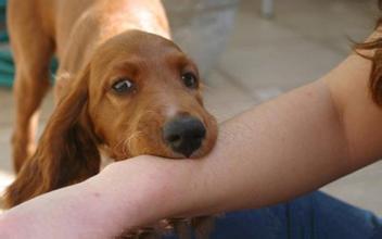 狂犬病病毒是怎么产生的:狂犬病究竟是怎么传播的，正常的狗是怎么得狂犬病的？ 新冠病毒与狂犬病毒结合