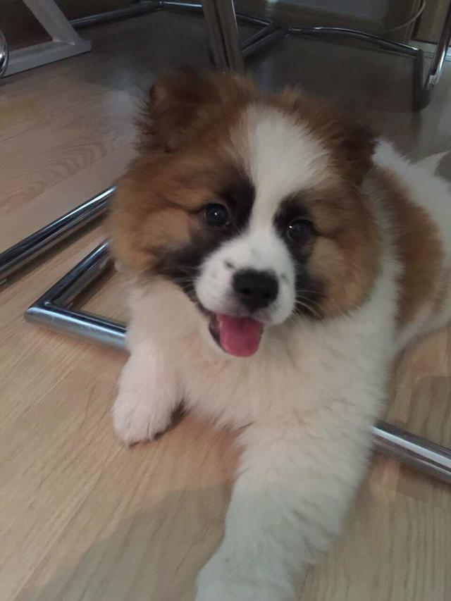 南京皇朝博美犬舍网页:在哪一个瞬间，你的狗狗让你心生爱怜？