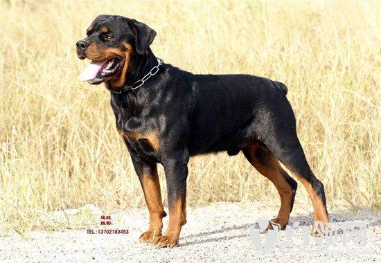 银狐狗粮自制:银狐犬3个月掉毛严重，怎么办？