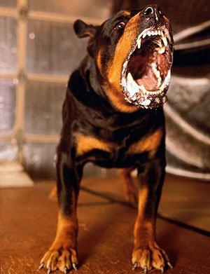 银狐狗粮自制:银狐犬3个月掉毛严重，怎么办？
