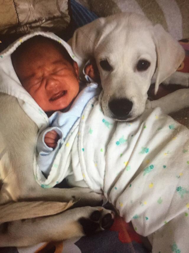喜乐比奶糕怎么样:拉布拉多犬的价格一般是多少？ 江小傲奶糕怎么样