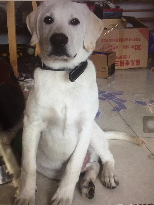 喜乐比奶糕怎么样:拉布拉多犬的价格一般是多少？ 江小傲奶糕怎么样
