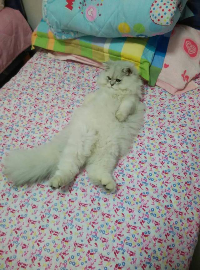 丢了一只猫叫巧克力:如果猫咪从没出过门，带它出去会发生什么事情？