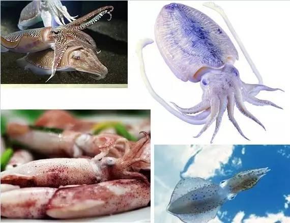 鱿鱼补肾吗，墨鱼，鱿鱼，乌贼，章鱼，八爪鱼究竟有什么不同？