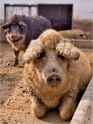 请问一下有种卷毛的猪是什么品种国内可以养殖么