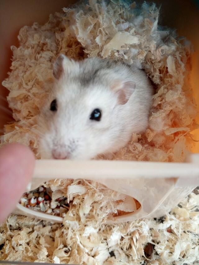 我的宠物仓鼠作文:仓鼠是一种什么样的动物？