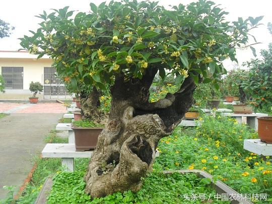 月宫春:桂花的作用和种植技术分别是什么？