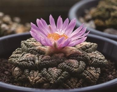 世界上哪些花最名贵？
