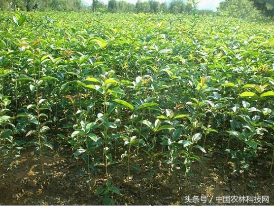 月宫春:桂花的作用和种植技术分别是什么？