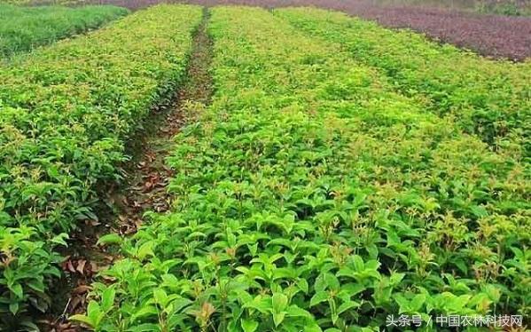 月宫春:桂花的作用和种植技术分别是什么？