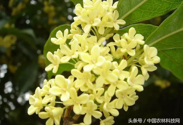 月宫春:桂花的作用和种植技术分别是什么？