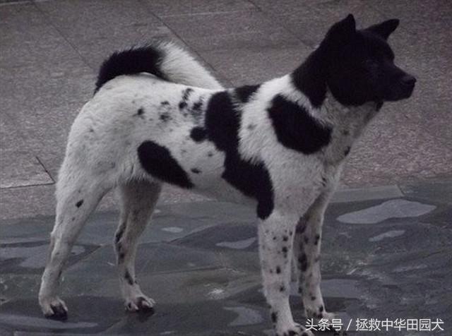 卡南犬中国多吗:“中华田园犬”到底是不是一个犬种？