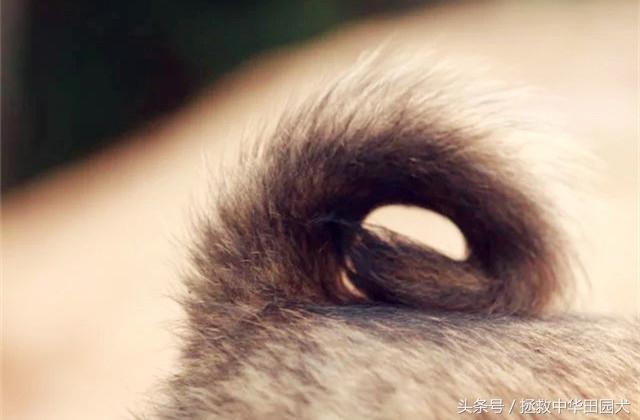 卡南犬中国多吗:“中华田园犬”到底是不是一个犬种？