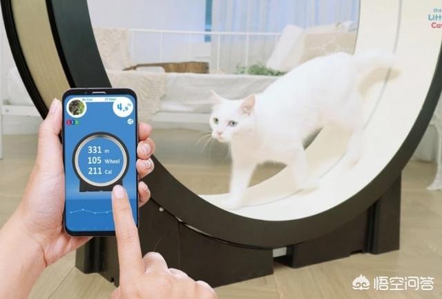 gimcat和gimpet:家里养的猫太胖了，有什么何时的运动器材？