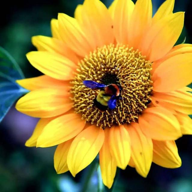 清水马蹄莲头像