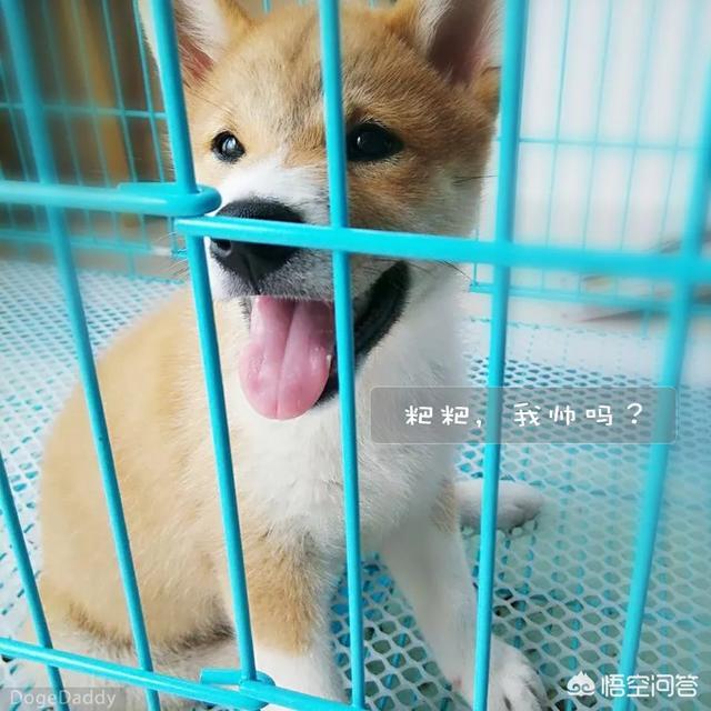 柴犬世界上最丑的狗:金毛、萨摩耶、哈士奇、柴犬，我该养哪个？