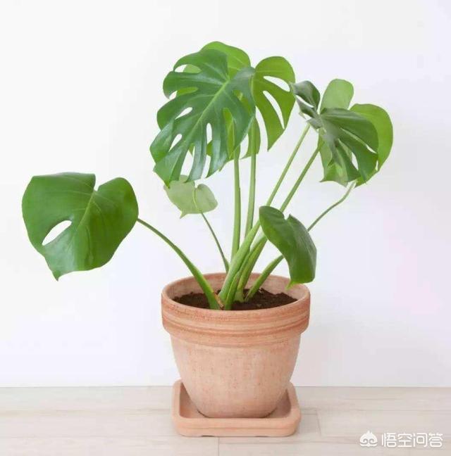 室内净化空气植物:家里放什么绿植能净化空气？