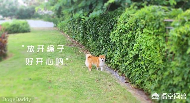 柴犬世界上最丑的狗:金毛、萨摩耶、哈士奇、柴犬，我该养哪个？