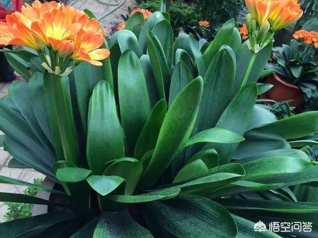 室内净化空气植物:家里放什么绿植能净化空气？