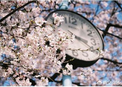 头条问答 有哪些词可以形容樱花 樱花能被比喻成什么人 21个回答