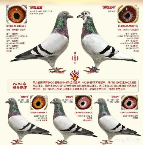 最快速的信鸽眼砂图片:鸽子深色黄眼怎么区别好与坏？