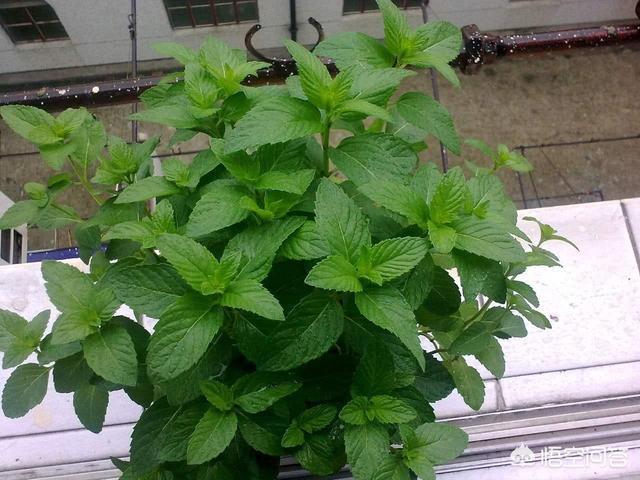 室内净化空气植物:家里放什么绿植能净化空气？