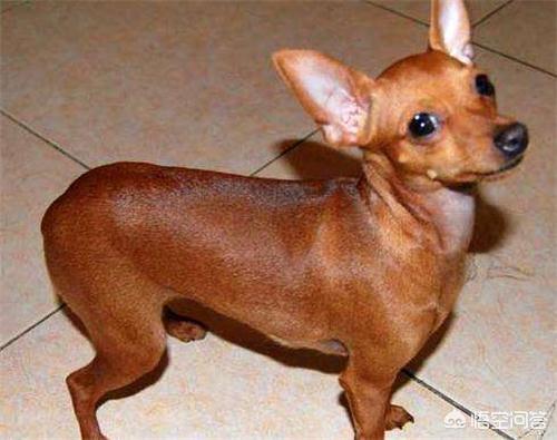 头条问答 - 鹿娃犬流鼻涕一直不见好转,该怎么办?(4个回答)