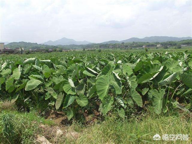 花叶芋穿孔线虫病:清除香芋田间的杂草用什么除草剂比较好？