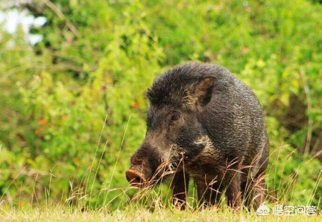 藏獒驴子的照片:一只原生态藏獒可以放倒几头成年野猪？为什么？