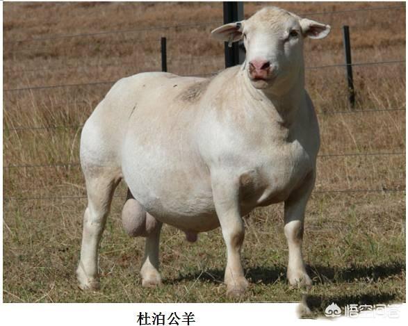 比格和巴吉度杂交品种:有哪些狗狗是易胖体质，一不小心就会变成“猪”？