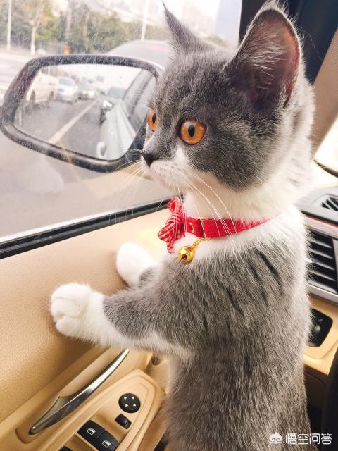 女友叫我铲屎官是什么意思:猫奴和铲屎官其实是两种不一样的人，你是哪种？