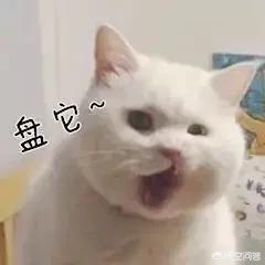 养猫还是养狗:没有养过宠物，应该先养猫还是先养狗？