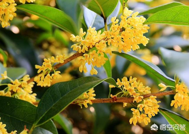 湖南桂花树;湖南桂花树最新价格