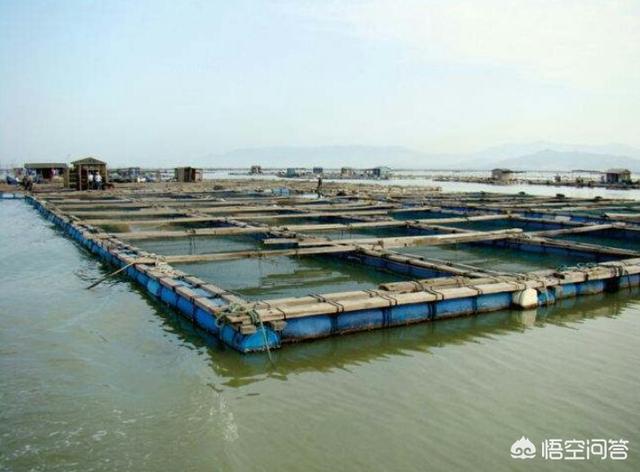 金钱龟养殖利润:做水产一年能赚多少钱？有哪些需要注意的地方？