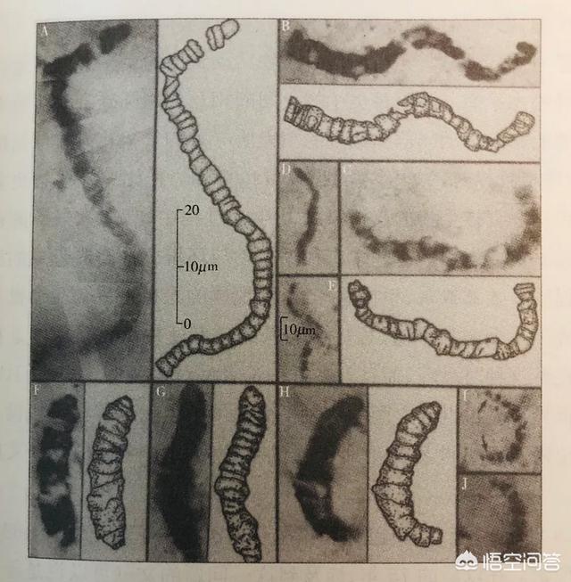 中国科学家为什么要繁育横斑锦蛇:如何看待世界首例猪和猴杂交成功？未来真的可以突破基因吗？