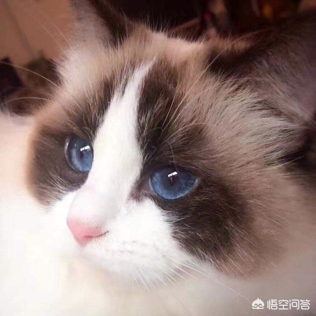 非纯种猫的特点:我国的本土猫那么优秀，为什么还不是纯种猫？为什么？