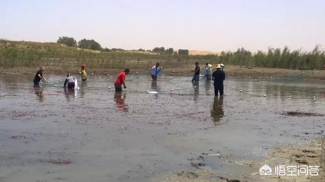 淡水龙虾养殖(淡水龙虾养殖基地视频)