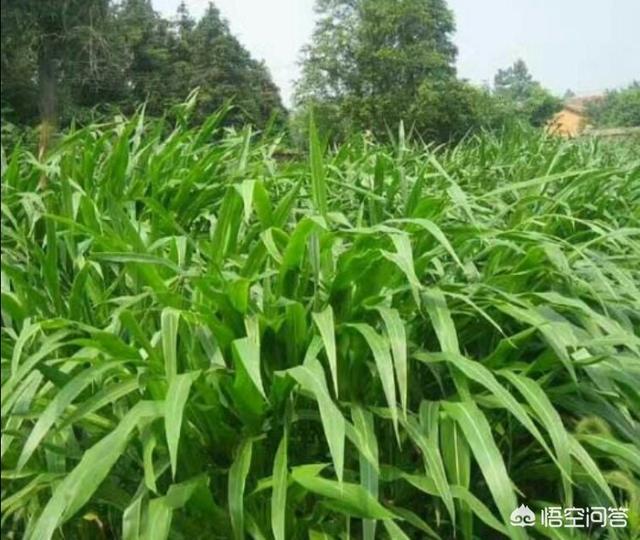 牧草王:放牧用的草地，种植什么草种比较好？为什么？