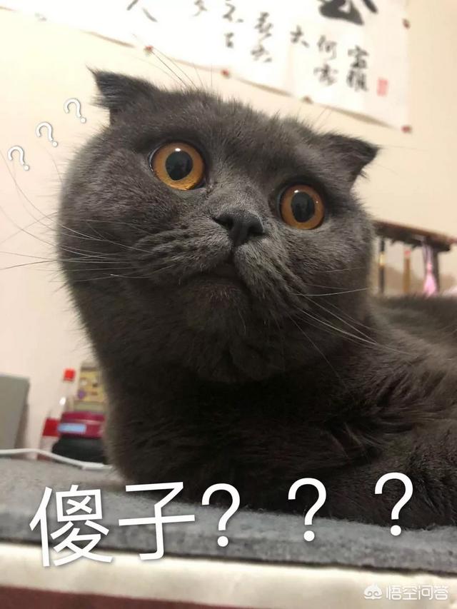 猫咪记仇都会怎么报复，不小心把猫咪的尾巴踩了，猫咪会怎么想