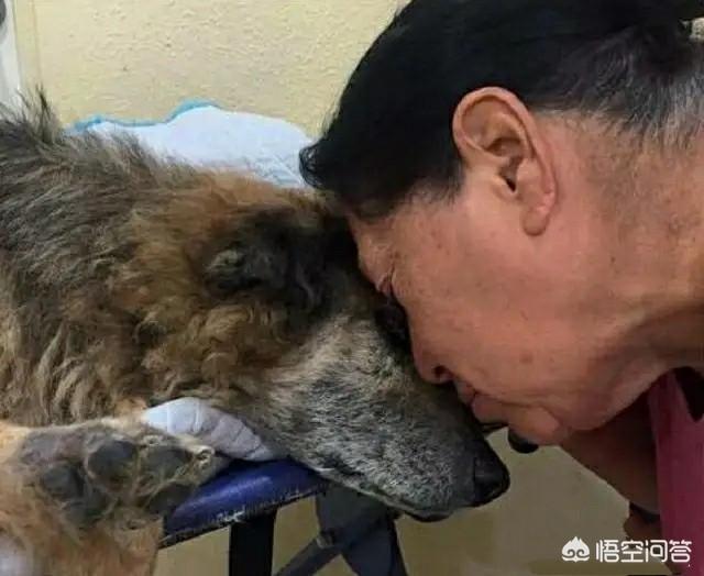介助犬的遗言高清:二战苏军是否真的使用了“地雷犬”这种武器？可有战例？