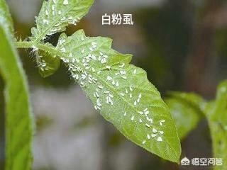 花生黑蚜虫怎么防治:花生黄化症应该采取什么有效的防治措施？