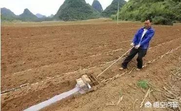 横着种植甘蔗有啥好处，甘蔗怎样栽培能够生长旺盛，如何预防覆倒现象